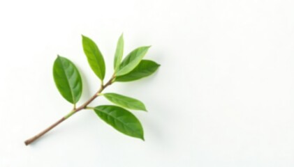 Single isolated branch against a plain white background, white, grain, rustic