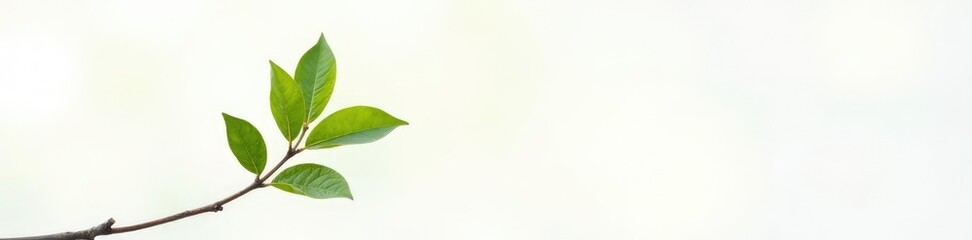 Obraz premium Single isolated branch on white background with soft focus, natural, haze