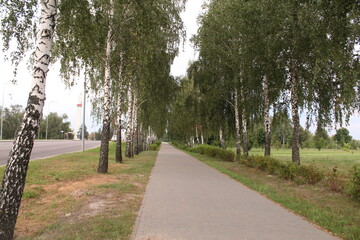 A pedestrian path between birch trees in summer. Green trees near the footpath horizontal photo