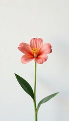 Naklejka premium Single flower in a minimalist white environment, flowers, simple