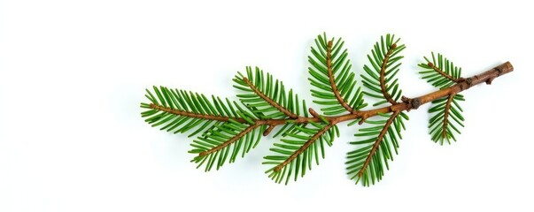 Naklejka premium Single isolated branch of a fir tree on white background, landscape, nature
