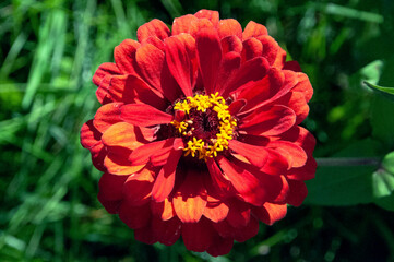 Obraz premium red poppy flower