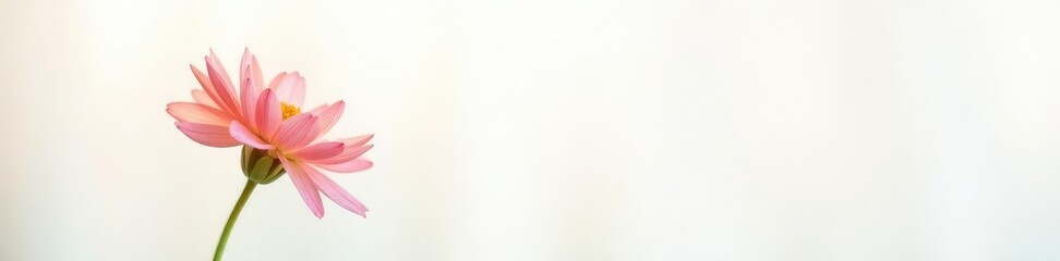 Fototapeta premium Single flower in focus against a bright white background, solitary, flowers