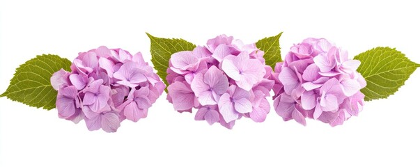 Hydrangea flowers in soft pastel hues, perfect for crafting delicate creative floral visuals or artistic botanical designs.