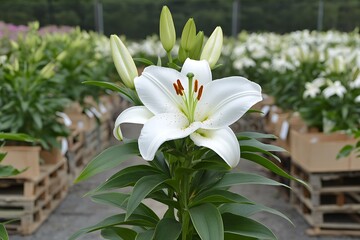 Fototapeta premium White Lily in Greenhouse