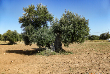 Fototapeta premium grande antico albero di olivo in estate