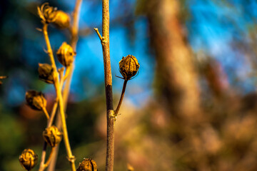 Close-up of Hibiscus syriacus in early spring against the sky.