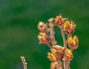 Close-up of Hibiscus syriacus in early spring against a green background.