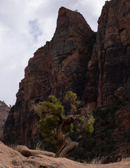 Fototapeta premium A small gnarled juniper tree grows on top of lichen covered sandstone with the towering cliffs of Zion NP Ut. USA in the background while clouds fill the sky above and a ray of sun lights the tree. 