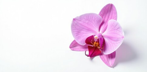 Obraz premium Delicate orchid petals unfolding on white background, botany, white, greenery