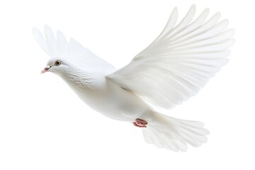 Fototapeta premium A Pure White Bird Soars Gracefully Across A Plain White Background