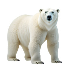 Fototapeta premium Polar bear isolated on white background 