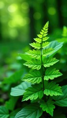 Fototapeta premium Ferns with green leaves in a serene summer garden, leafy, bloom, foliage