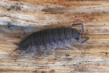 Closeup on a rough woodlouse , Porcellio scaber on a piece of wood
