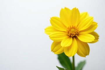 Large bright yellow flower on white background, white, yellow, blossom