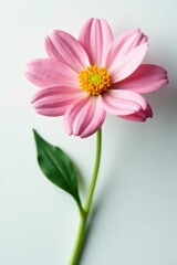 Obraz premium Single flower with soft petals against white background, colorful, botanical