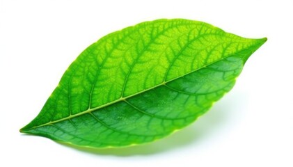 Obraz premium Single green leaf isolated on white background, bloom, leaves, nature