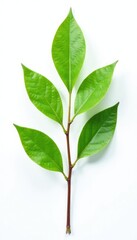 Fototapeta premium Single isolated branch with green leaves against white background, white background, nature, single stem