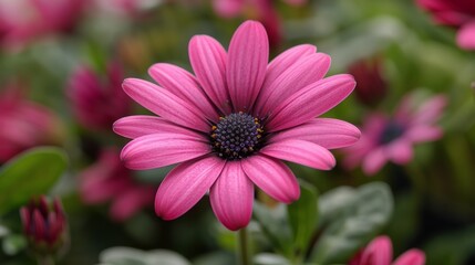 Obraz premium Radiant pink daisy flower head in full bloom, showcasing intricate petal details against a soft, green foliage background under natural light