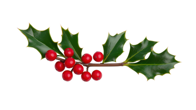 Holly Plant Branch with Red Berries and Green Leaves Isolated