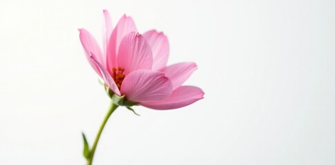 Fototapeta premium Single flower with delicate petals on a white background, botanical, isolated