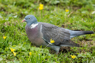 The common wood pigeon (Columba palumbus)