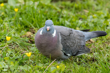 The common wood pigeon (Columba palumbus)