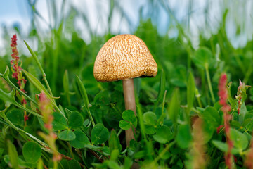 Wild mushroom growing among green grass.