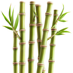 Fototapeta premium Green Bamboo Stalks With Leaves On A Transparent Background. Zen And Spa Concept.