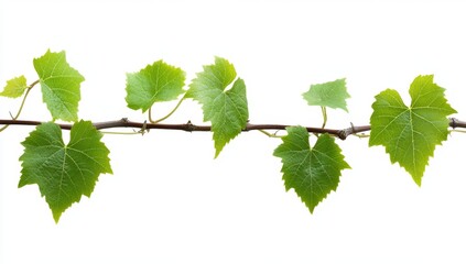 Fresh grapevine branch with vibrant leaves