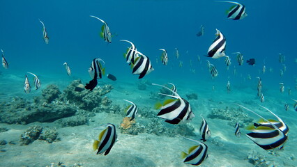 Colorful tropical fish on a coral reef, amazingly beautiful fairy world. In the coral gardens of the Red Sea.