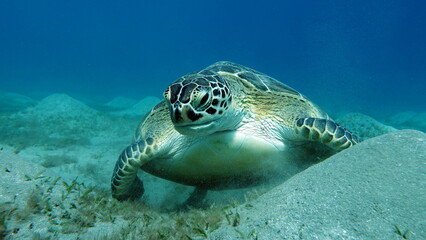 Obraz premium Big Green turtle , Green turtles are the largest of all sea turtles. A typical adult is 3 to 4 feet long and weighs between 300 and 350 pounds.