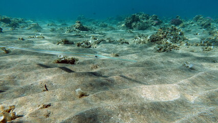 Colorful tropical fish on a coral reef, amazingly beautiful fairy world. In the coral gardens of the Red Sea.