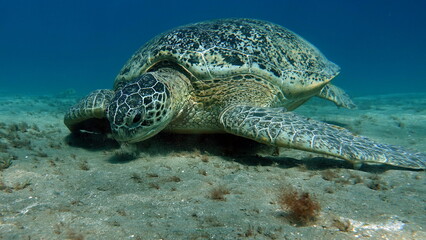 Obraz premium Big Green turtle , Green turtles are the largest of all sea turtles. A typical adult is 3 to 4 feet long and weighs between 300 and 350 pounds.