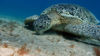 Obraz premium Big Green turtle , Green turtles are the largest of all sea turtles. A typical adult is 3 to 4 feet long and weighs between 300 and 350 pounds.