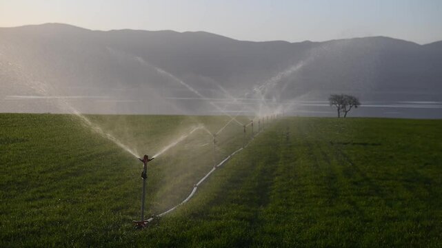 Sprinkler irrigation in a crop field.