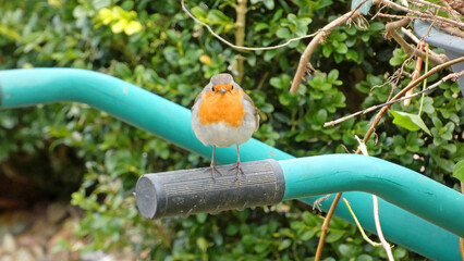 robin bird on a wheelbarrow