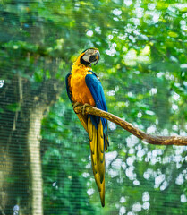 Majestic Blue and Yellow Macaw Resting on Branch in Conservation Center