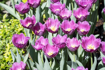Beautiful blooming tulips in the park.