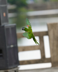 Hahn's macaw free flying bird 