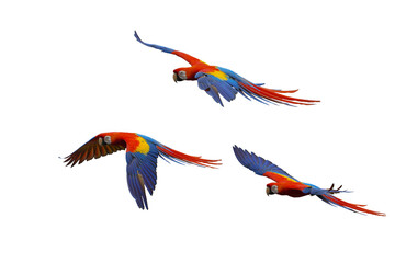 scarlet macaw isolated on white background. This has clipping path. 