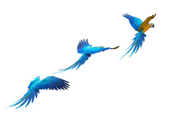 blue and gold macaw free flying bird  isolated on white background. This has clipping path. © Sanit