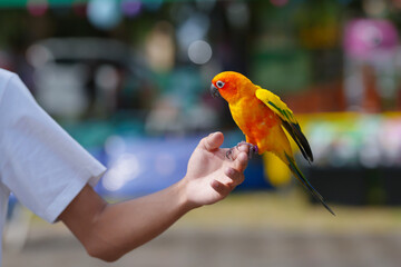 Sun Conure Parrot on a hand
