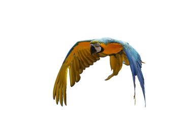 Fototapeta premium blue and gold macaw free flying bird isolated on white background. This has clipping path.