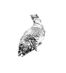 vector illustration of a fish