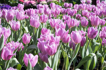 Fototapeta premium Beautiful blooming tulips in the park.
