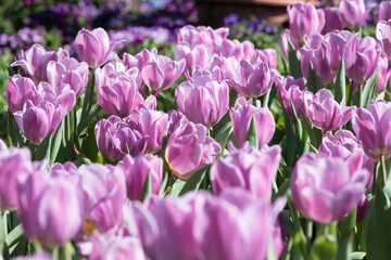 Beautiful blooming tulips in the park.