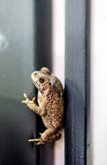 View of Toad stuck on a pole, focus selective