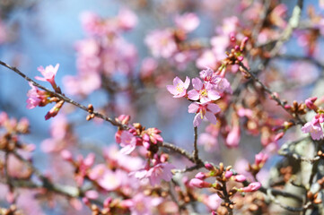 Cherry Tree in Bloom