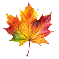 Fototapeta premium maple leaves isolated on white